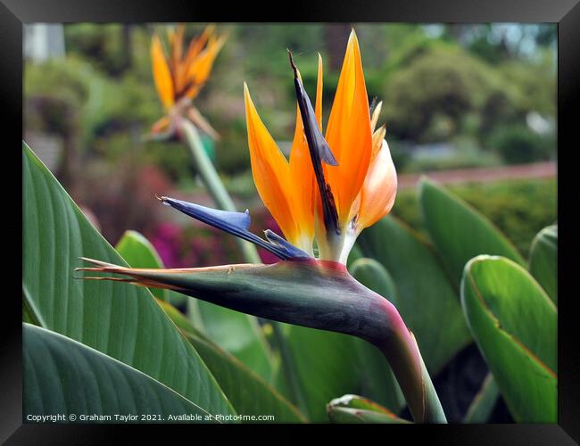 Majestic Bird of Paradise Flower Framed Print by Graham Taylor