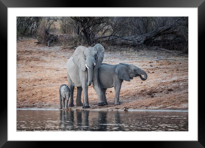 Elephant Family on the Okavango River in Bwabwata National Park, Framed Mounted Print by Dietmar Rauscher