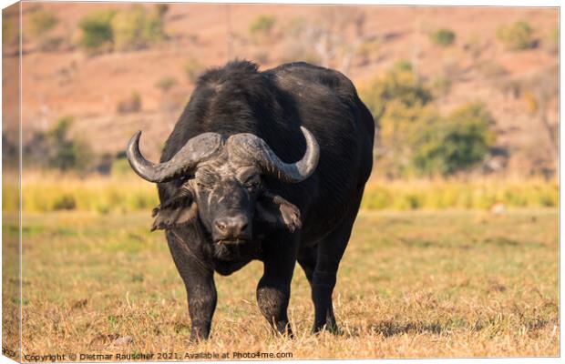 Cape Buffalo in Chobe National Park, Botswana Canvas Print by Dietmar Rauscher