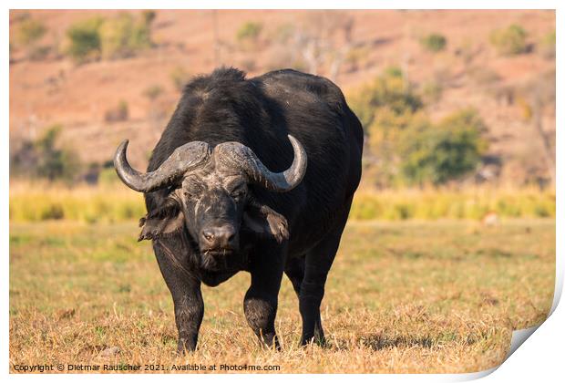 Cape Buffalo in Chobe National Park, Botswana Print by Dietmar Rauscher