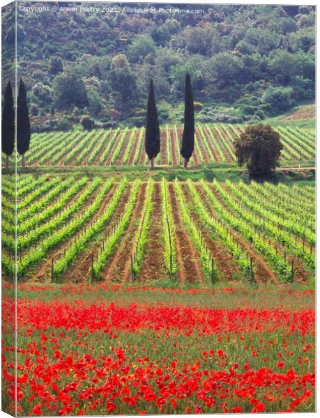 A vineyard fringed with poppies Tuscany, Italy Canvas Print by Navin Mistry