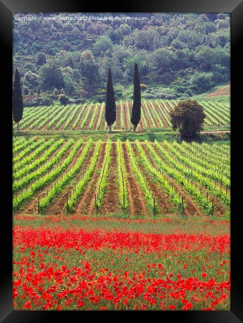A vineyard fringed with poppies Tuscany, Italy Framed Print by Navin Mistry