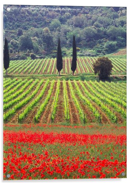 A vineyard fringed with poppies Tuscany, Italy Acrylic by Navin Mistry