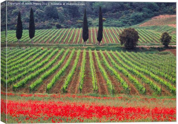 A vineyard fringed with poppies Tuscany, Italy  Canvas Print by Navin Mistry