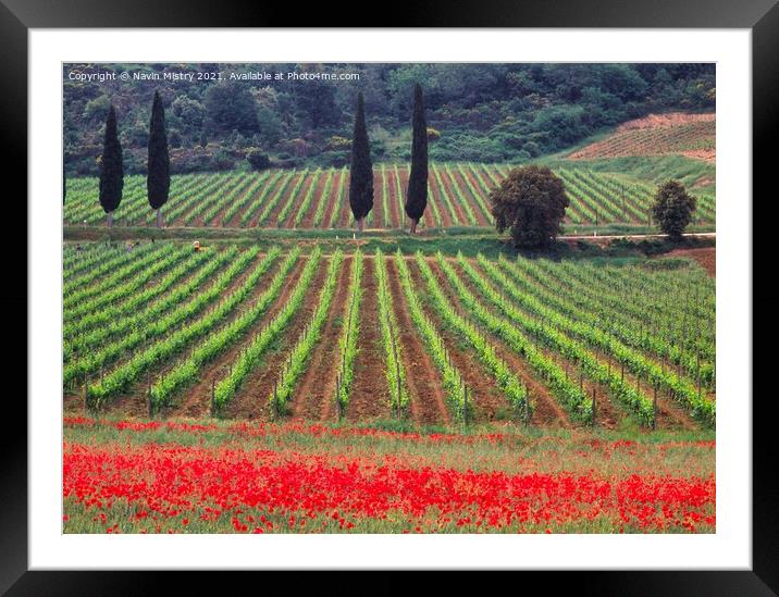 A vineyard fringed with poppies Tuscany, Italy  Framed Mounted Print by Navin Mistry