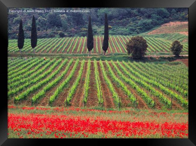 A vineyard fringed with poppies Tuscany, Italy  Framed Print by Navin Mistry