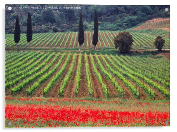 A vineyard fringed with poppies Tuscany, Italy  Acrylic by Navin Mistry