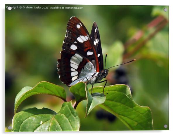 Majestic Lorquins Admiral Butterfly Acrylic by Graham Taylor
