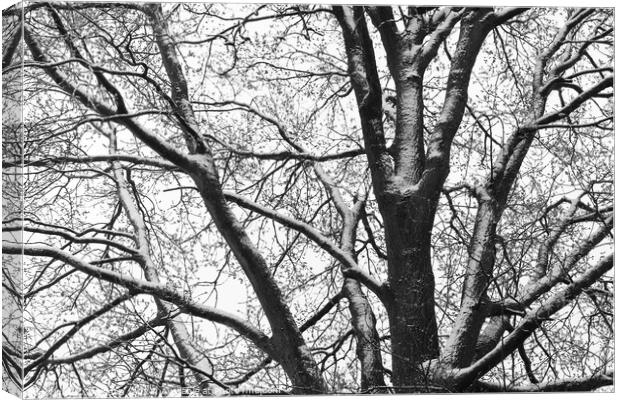 Snowy Oak Tree silhouette mono Canvas Print by Imladris 