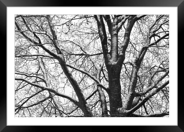 Snowy Oak Tree silhouette mono Framed Mounted Print by Imladris 