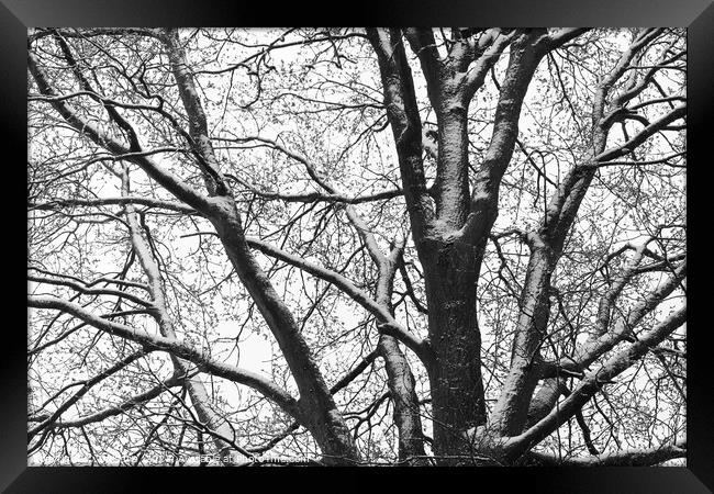 Snowy Oak Tree silhouette mono Framed Print by Imladris 
