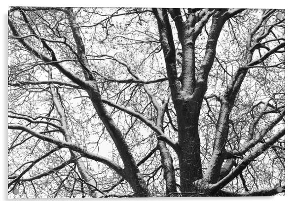 Snowy Oak Tree silhouette mono Acrylic by Imladris 