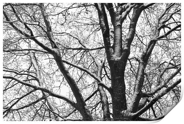 Snowy Oak Tree silhouette mono Print by Imladris 