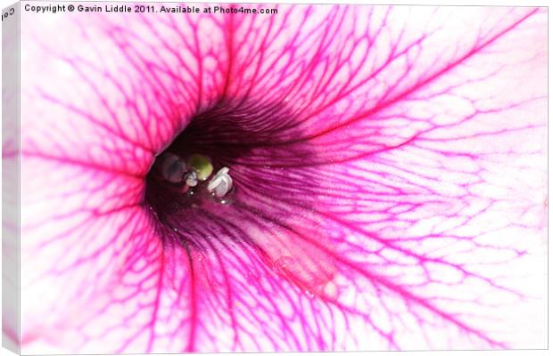 Pansy Canvas Print by Gavin Liddle