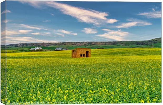 Rapeseed Field Lookout Post  Canvas Print by Wight Landscapes