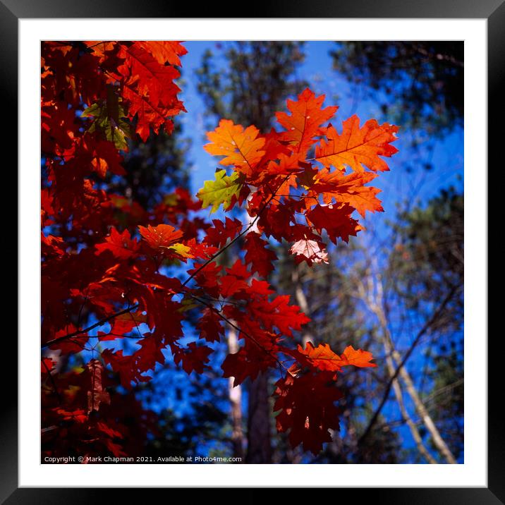 Red Oak (Quercus Rubra) Leaves, New England, USA Framed Mounted Print by Photimageon UK