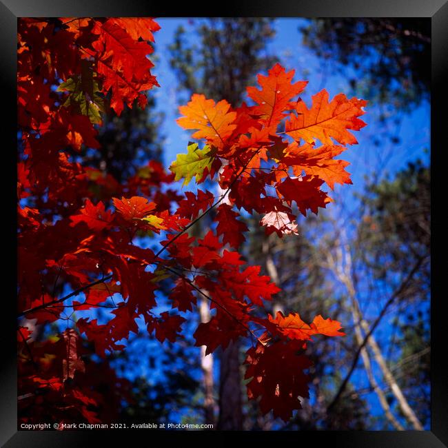 Red Oak (Quercus Rubra) Leaves, New England, USA Framed Print by Photimageon UK