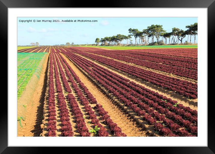 Outdoor field rows of lettuce Framed Mounted Print by Ian Murray