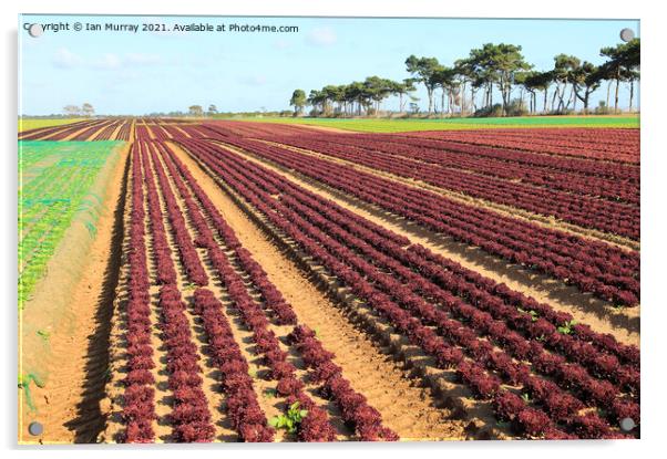 Outdoor field rows of lettuce Acrylic by Ian Murray