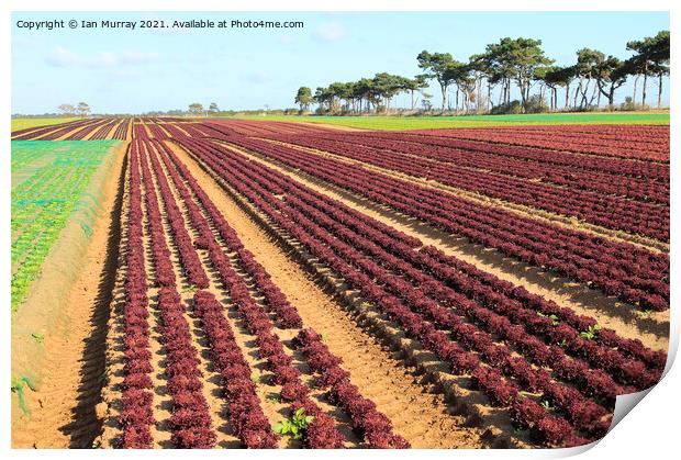 Outdoor field rows of lettuce Print by Ian Murray