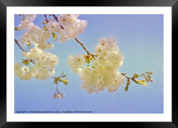 Cherry Blossoms! Framed Mounted Print by Nadeesha Jayamanne