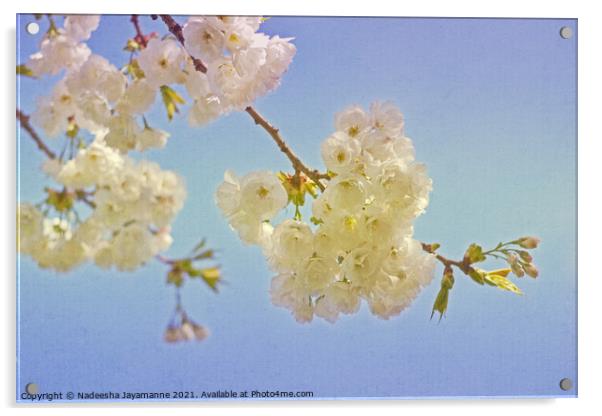 Cherry Blossoms! Acrylic by Nadeesha Jayamanne