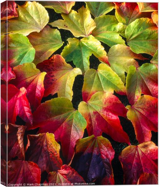 Boston Ivy leaves in Autumn Canvas Print by Photimageon UK