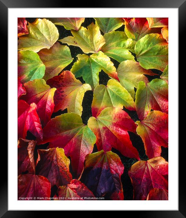 Boston Ivy leaves in Autumn Framed Mounted Print by Photimageon UK