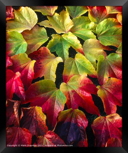 Boston Ivy leaves in Autumn Framed Print by Photimageon UK