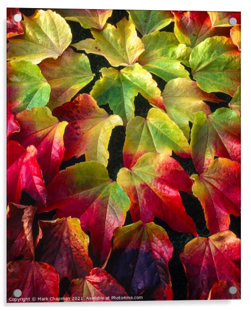 Boston Ivy leaves in Autumn Acrylic by Photimageon UK