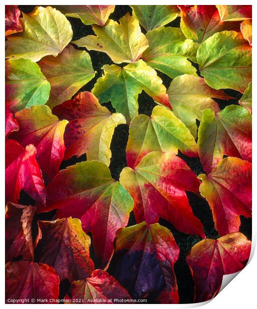 Boston Ivy leaves in Autumn Print by Photimageon UK
