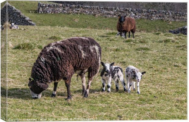 Dutch Spotted Ewe and Lambs Canvas Print by Richard Laidler