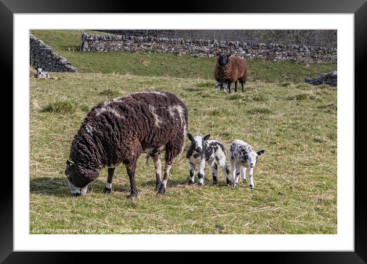 Dutch Spotted Ewe and Lambs Framed Mounted Print by Richard Laidler