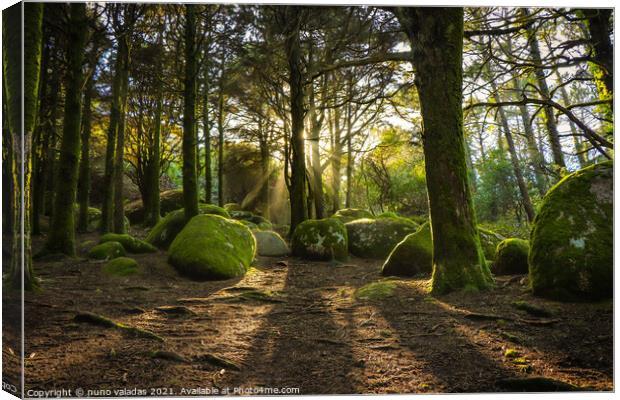 Forest in spring with beautiful bright sun rays.  Canvas Print by nuno valadas