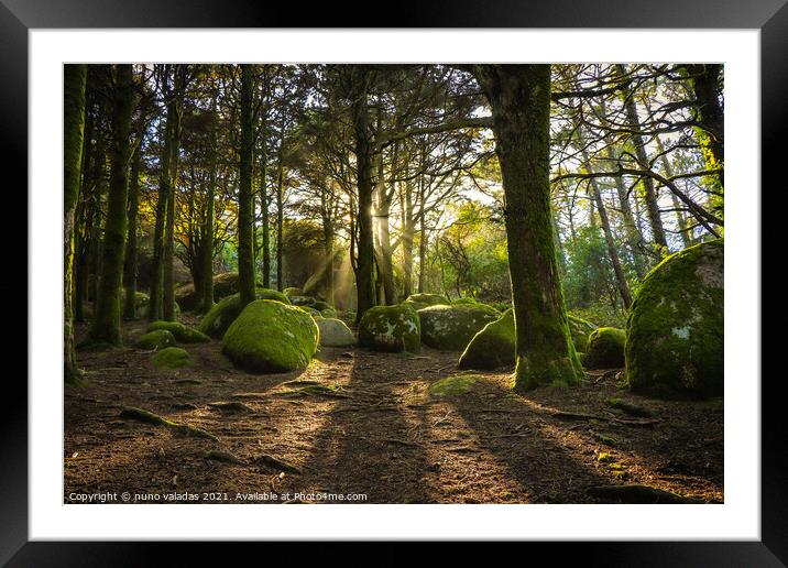 Forest in spring with beautiful bright sun rays.  Framed Mounted Print by nuno valadas