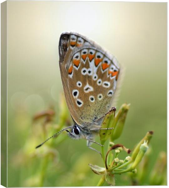 Backlit Common Blue Canvas Print by David Neighbour