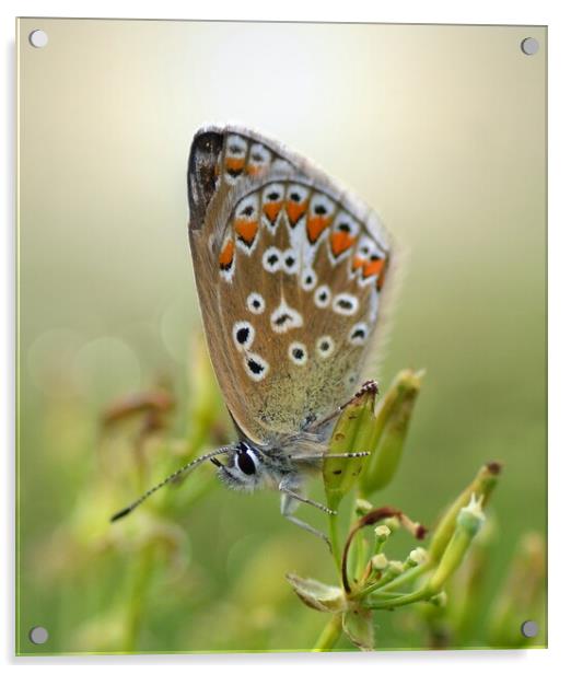 Backlit Common Blue Acrylic by David Neighbour