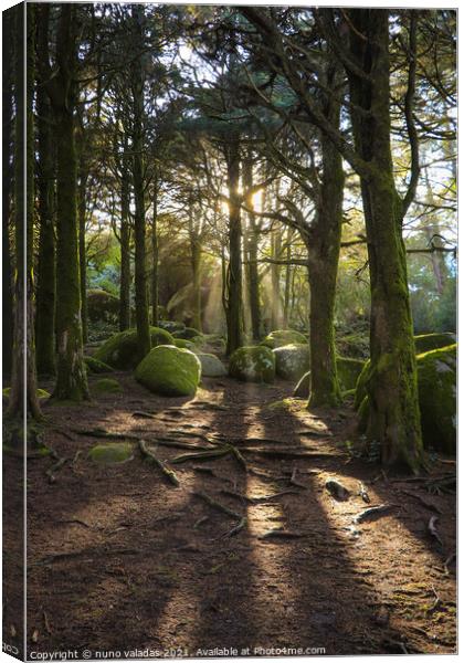 Forest in spring with beautiful bright sun rays. Canvas Print by nuno valadas