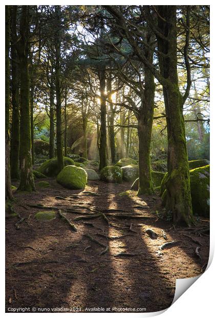 Forest in spring with beautiful bright sun rays. Print by nuno valadas