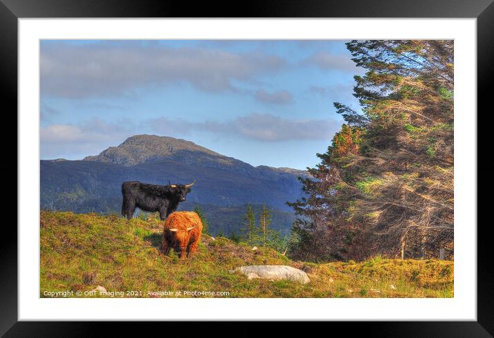 Black And Tan Highland Cattle On The Mountain Framed Mounted Print by OBT imaging