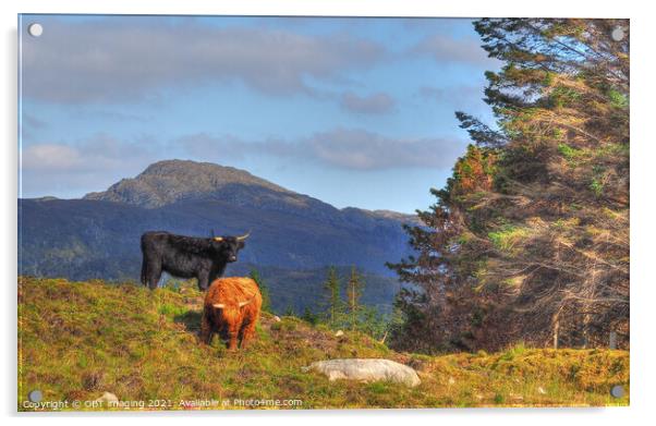 Black And Tan Highland Cattle On The Mountain Acrylic by OBT imaging