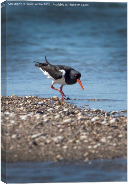 Oystercatcher Canvas Print by Kevin White