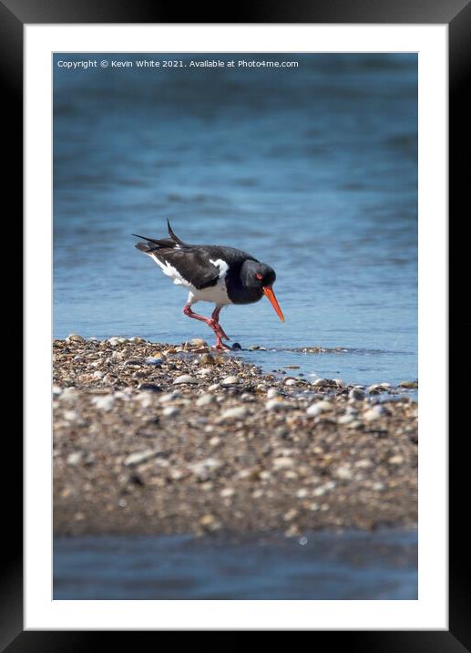 Oystercatcher Framed Mounted Print by Kevin White
