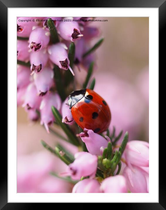 Ladybird on Purple heather Framed Mounted Print by Elizabeth Debenham