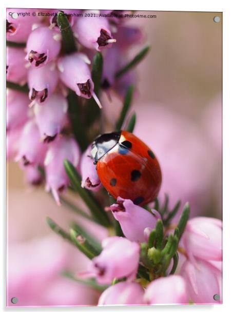 Ladybird on Purple heather Acrylic by Elizabeth Debenham