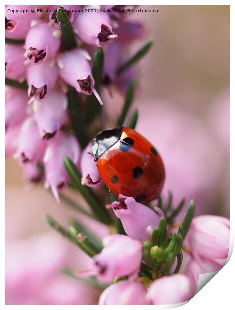 Ladybird on Purple heather Print by Elizabeth Debenham