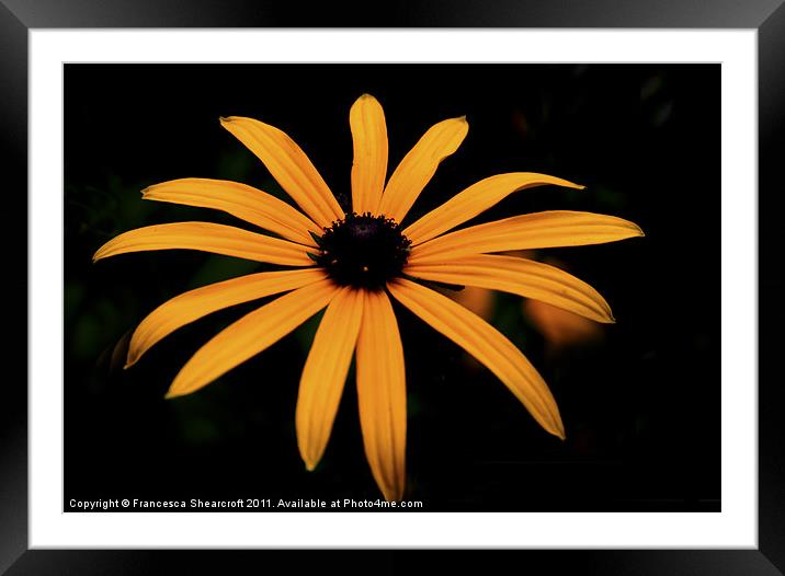 Yellow flower on black Framed Mounted Print by Francesca Shearcroft