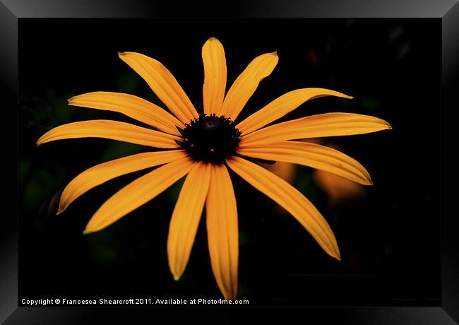 Yellow flower on black Framed Print by Francesca Shearcroft