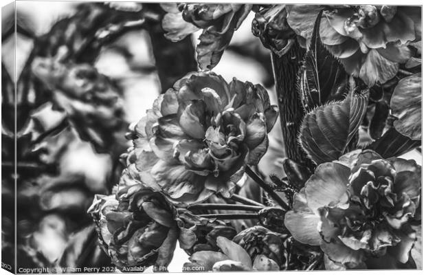 Black White Kwanzan Cherry Flowers Blooming Macro Canvas Print by William Perry