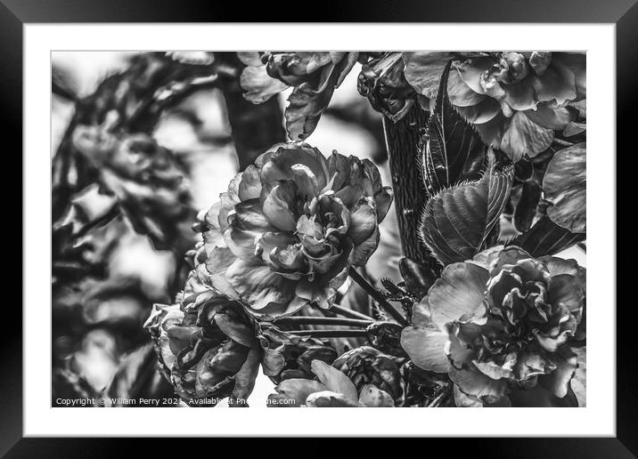 Black White Kwanzan Cherry Flowers Blooming Macro Framed Mounted Print by William Perry